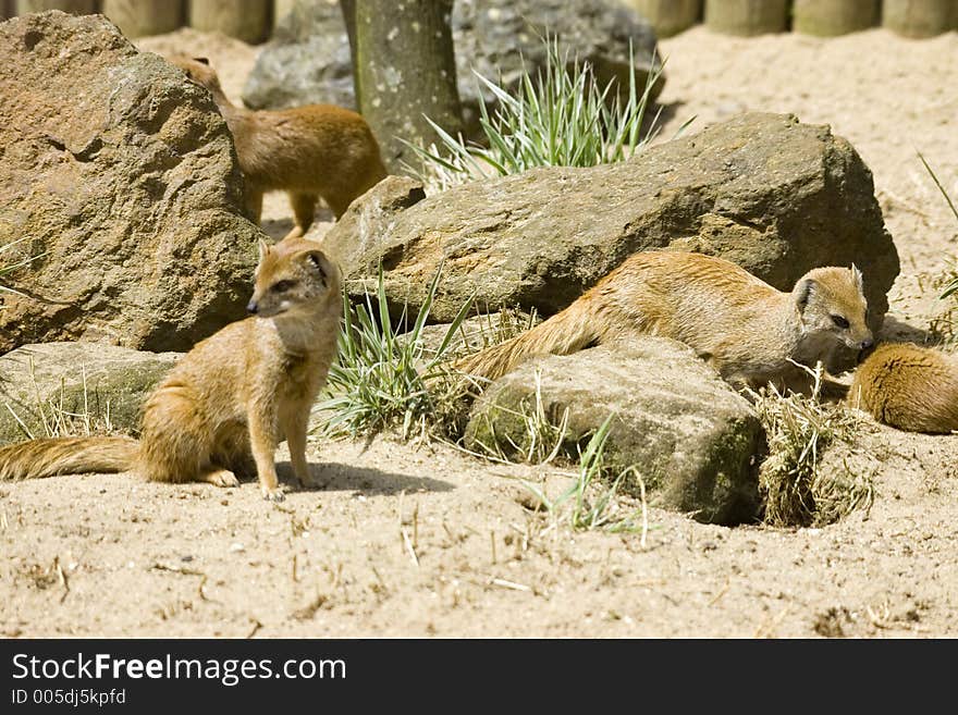 Yellow Mongoose