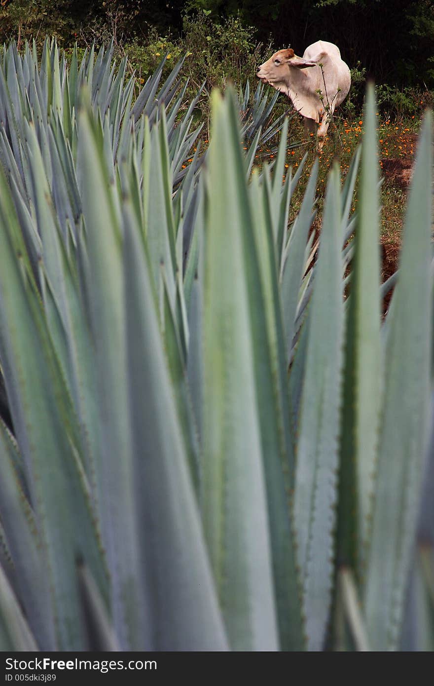 Agave plants