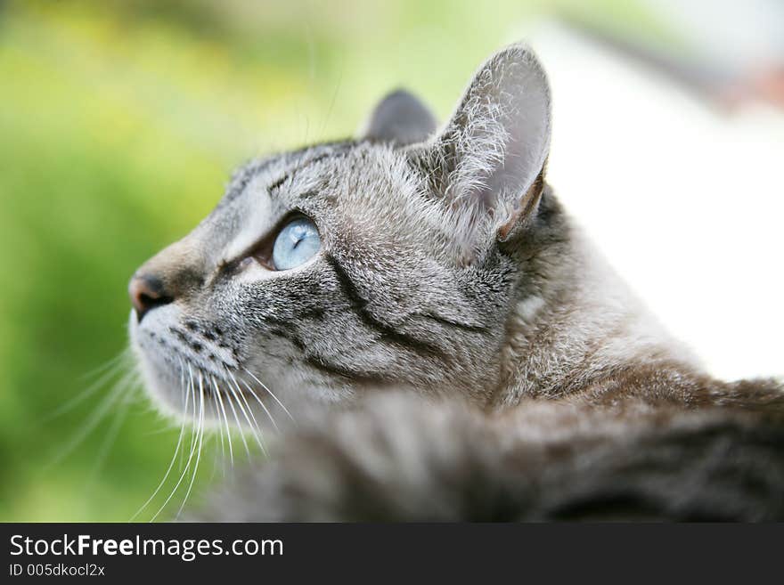 Beautiful siamese cat looking outside