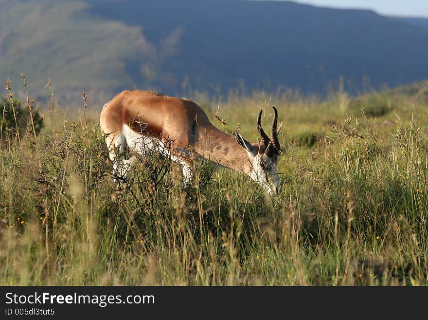 Springbok