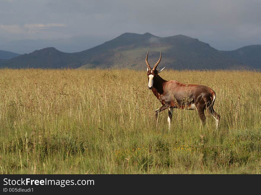 Red Harte Beest in African  Landscape