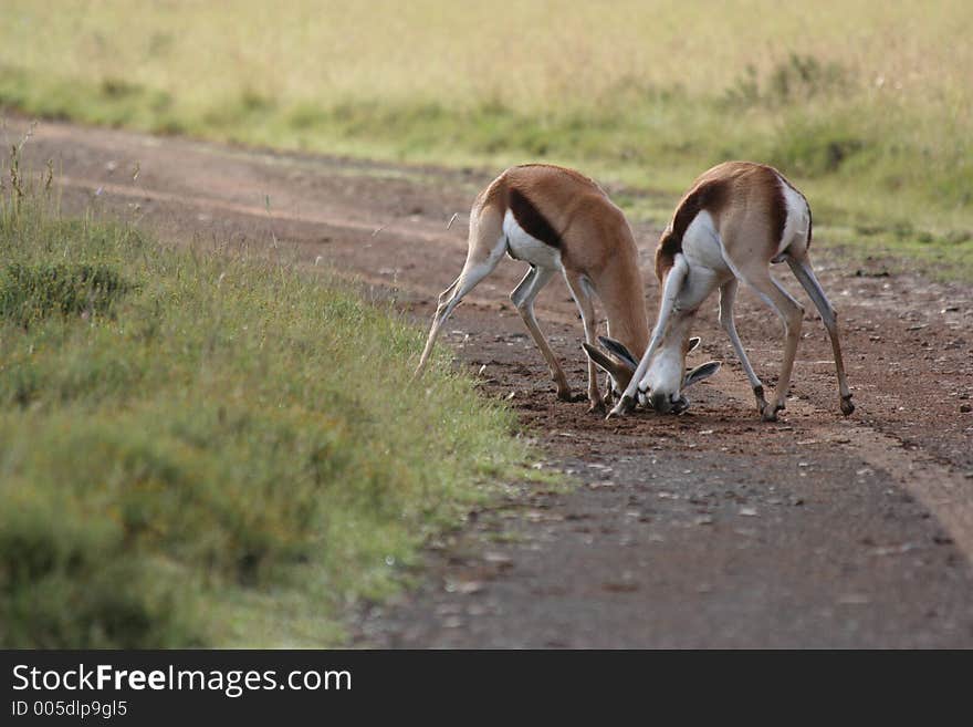 Two Springbok Fighting