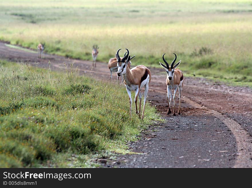 Herd of Springbok on a park road