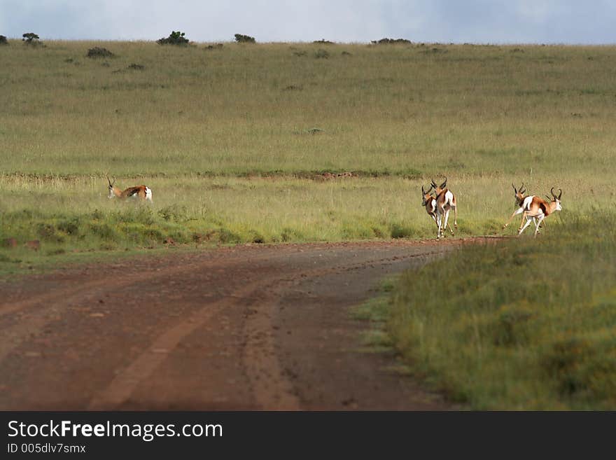 Springbok Fleeing. Springbok Fleeing