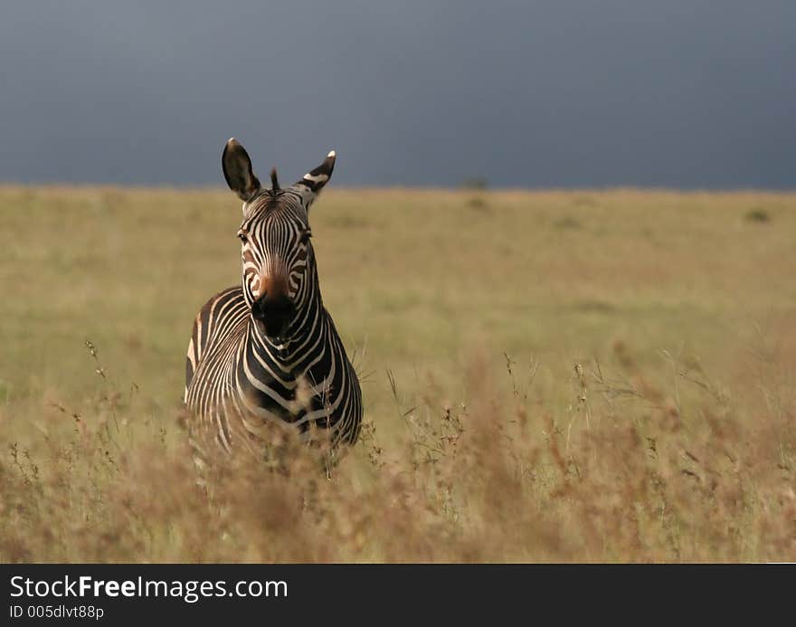 Cape Mountain Zebra