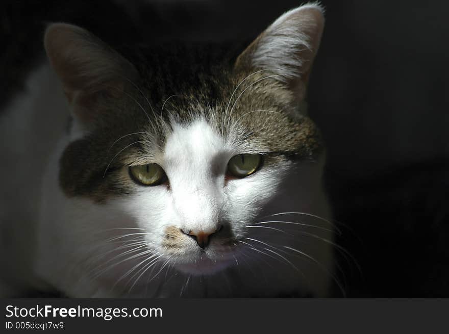 A woebegone cat sitting in a patch of light. The cat's face is illuminated. A woebegone cat sitting in a patch of light. The cat's face is illuminated.