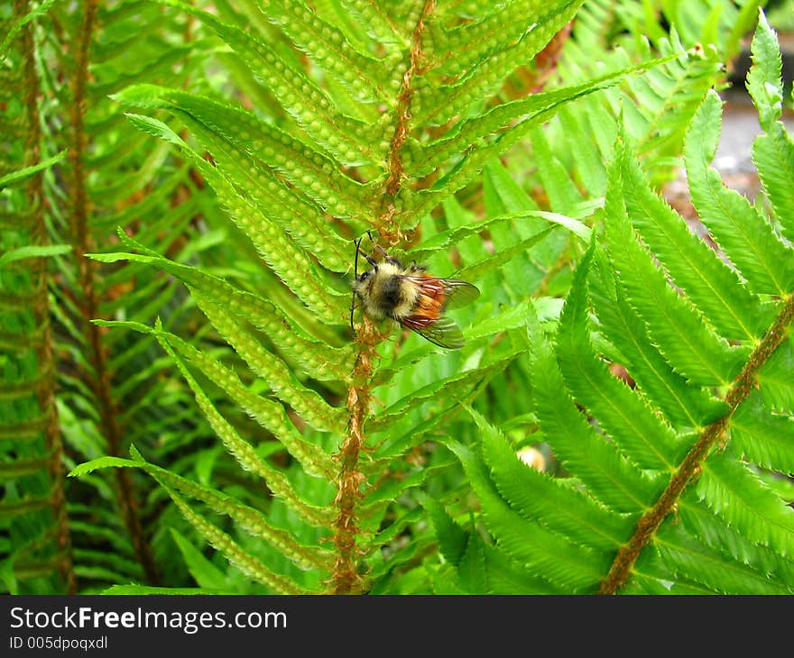 Honeybee resting on a green fern leaf stem. Honeybee resting on a green fern leaf stem