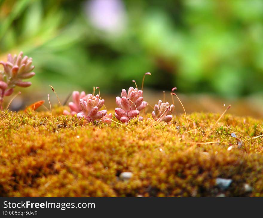 Small patch of cacti growth in moist climate. Small patch of cacti growth in moist climate