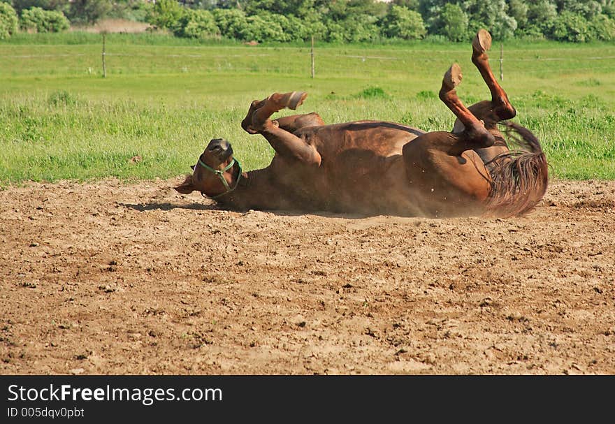 Sand-bath. Sand-bath