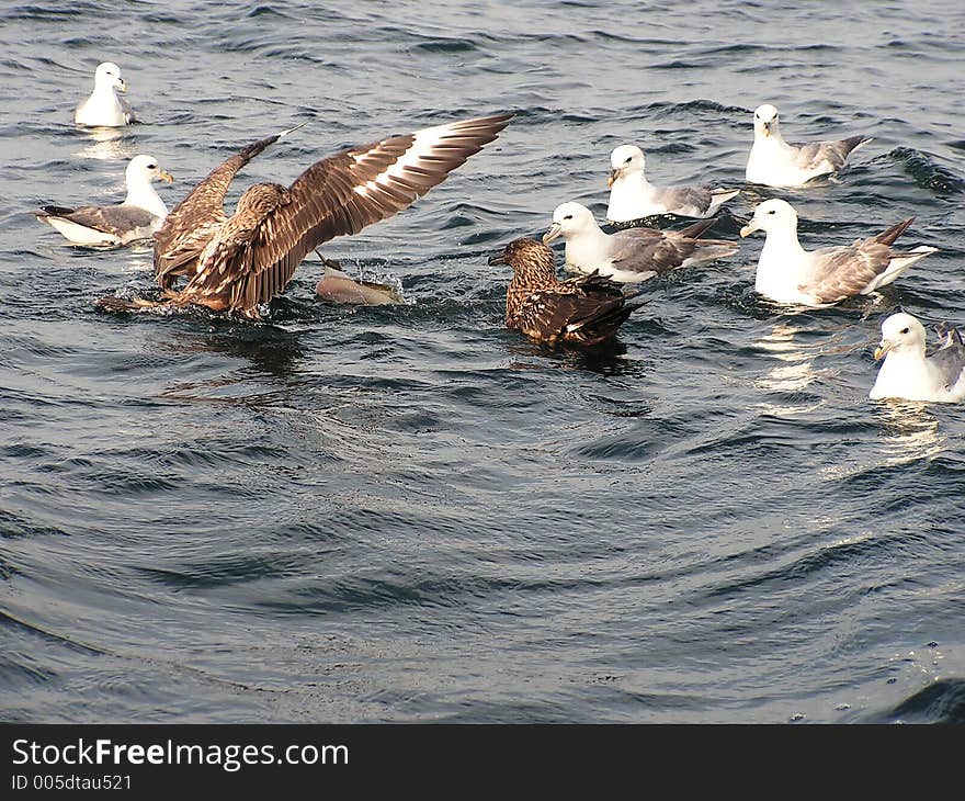 Great Skuas and Fulmars feeding on the guts of fish thrown off the boat whilst being filleted.