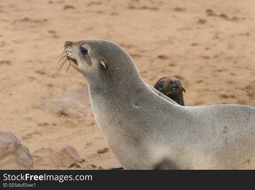 Adult and young seals. Skeleton coast, Namibia. Adult and young seals. Skeleton coast, Namibia.