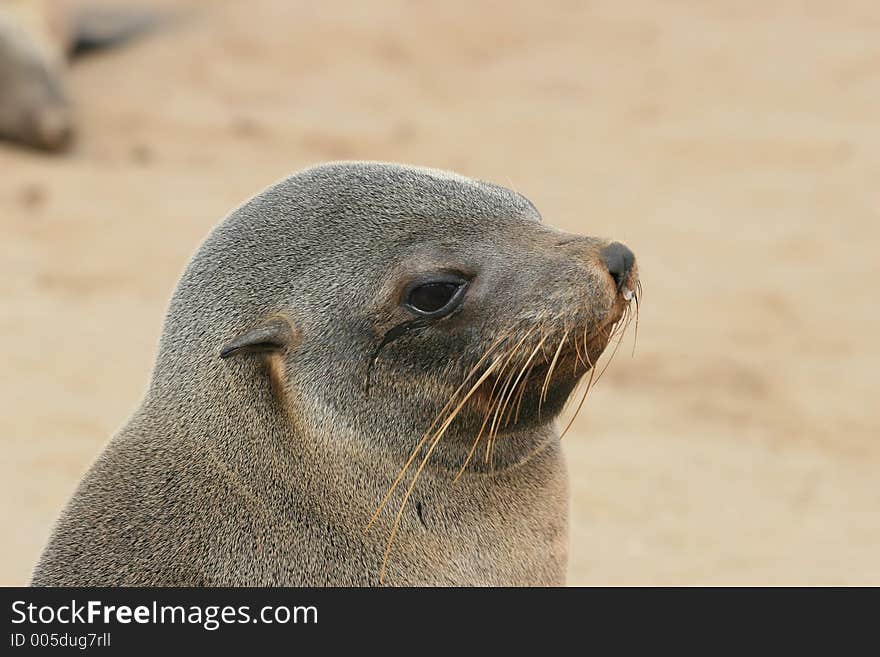 Young seal. Skeleton coast, Namibia.