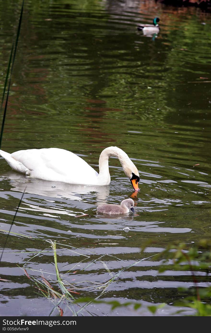 White swan with chicken swimming in the pond