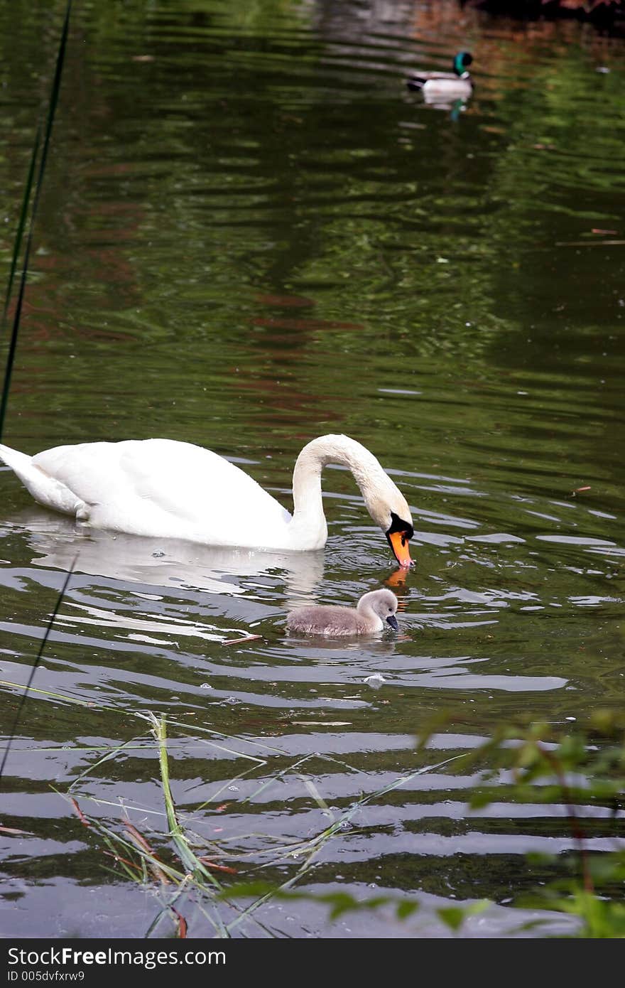 White swan with chicken