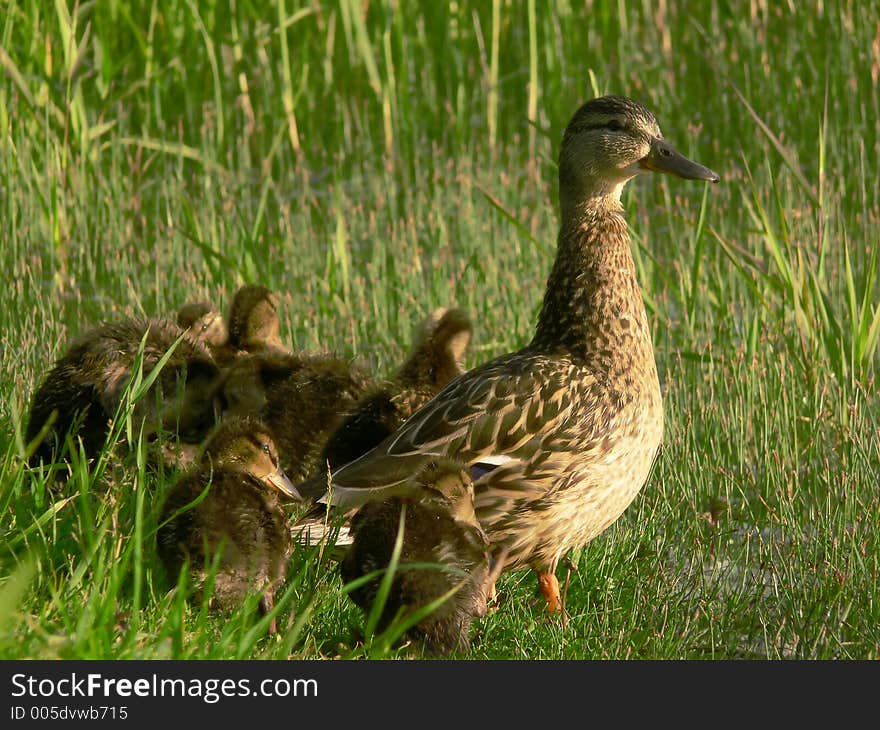 Ducks in the grass. Ducks in the grass