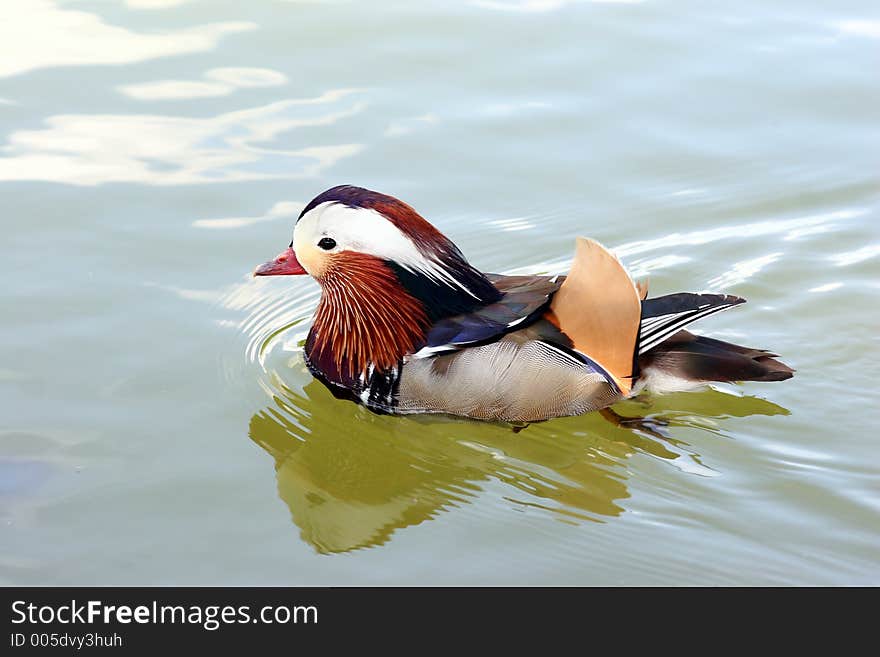 Colorful Bird