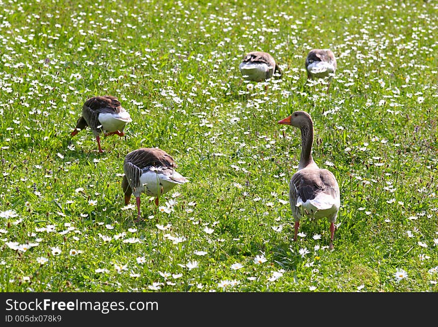 Geese On The Meadow