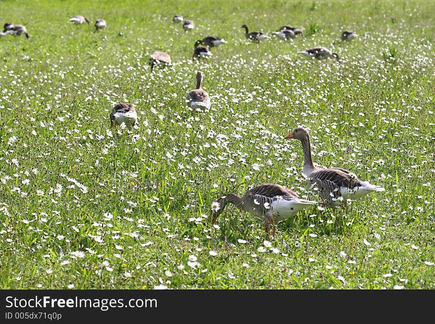 Green spring meadow with geese. Green spring meadow with geese