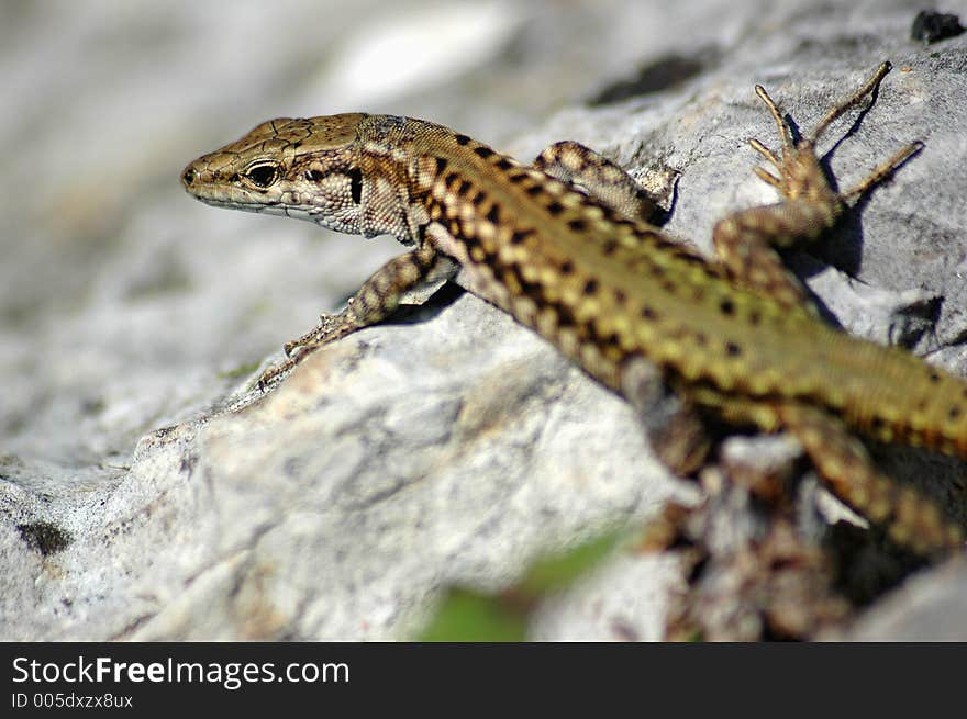 Gecko on top of a rock