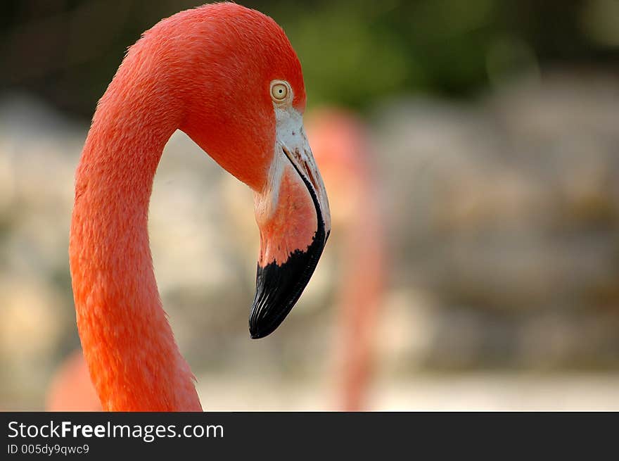 Flamingo head