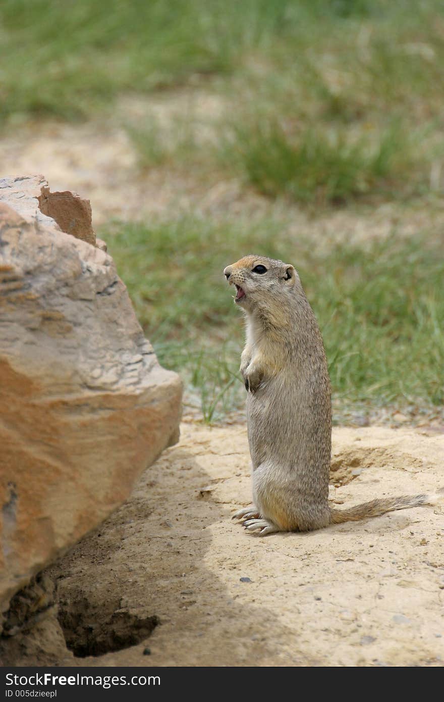 Screaming Prairie Dog captured in Nebraska. Canon 20D