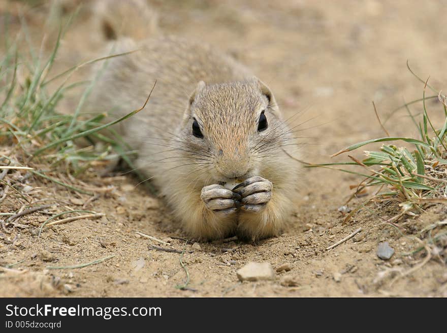 Closeup of eating Prairie Dog. Canon 20D