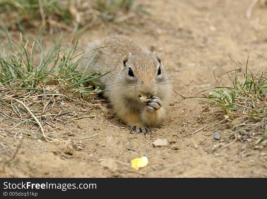 Closeup of eating Prairie Dog. Canon 20D