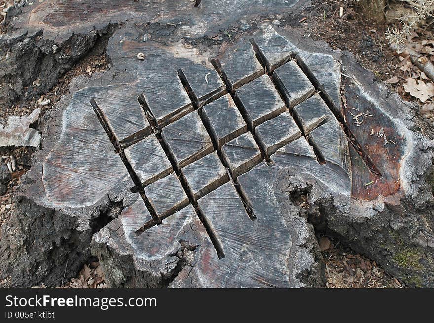 Chainsaw scored tree stump after woodland clearance. Chainsaw scored tree stump after woodland clearance