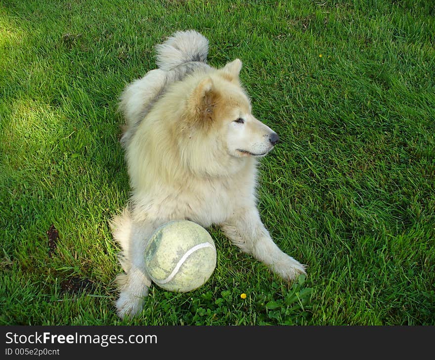 A Dog and his Ball