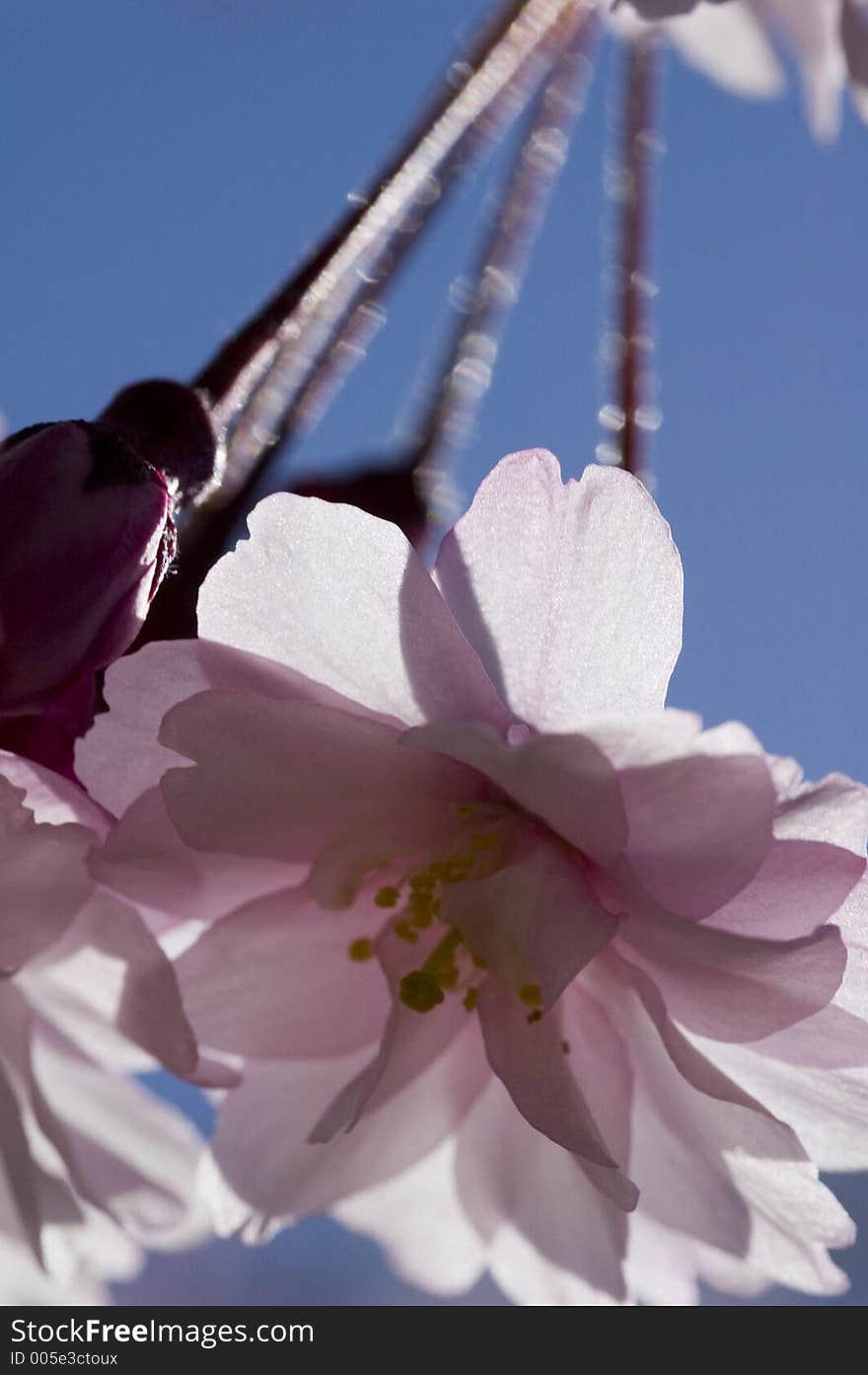 Cherry blossom macro