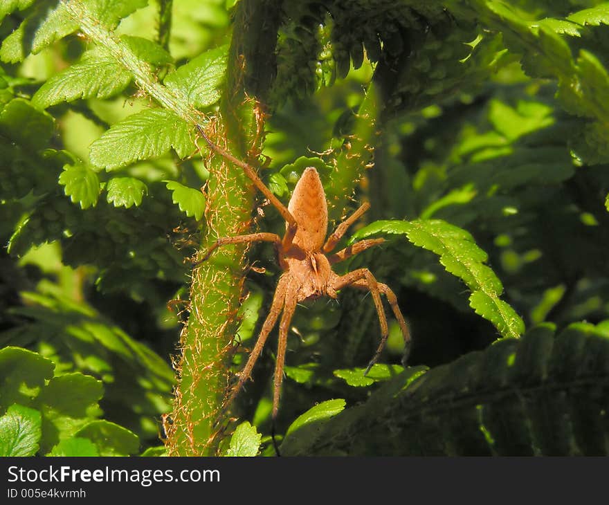 A close-up pf a spider crawling on a stem. A close-up pf a spider crawling on a stem