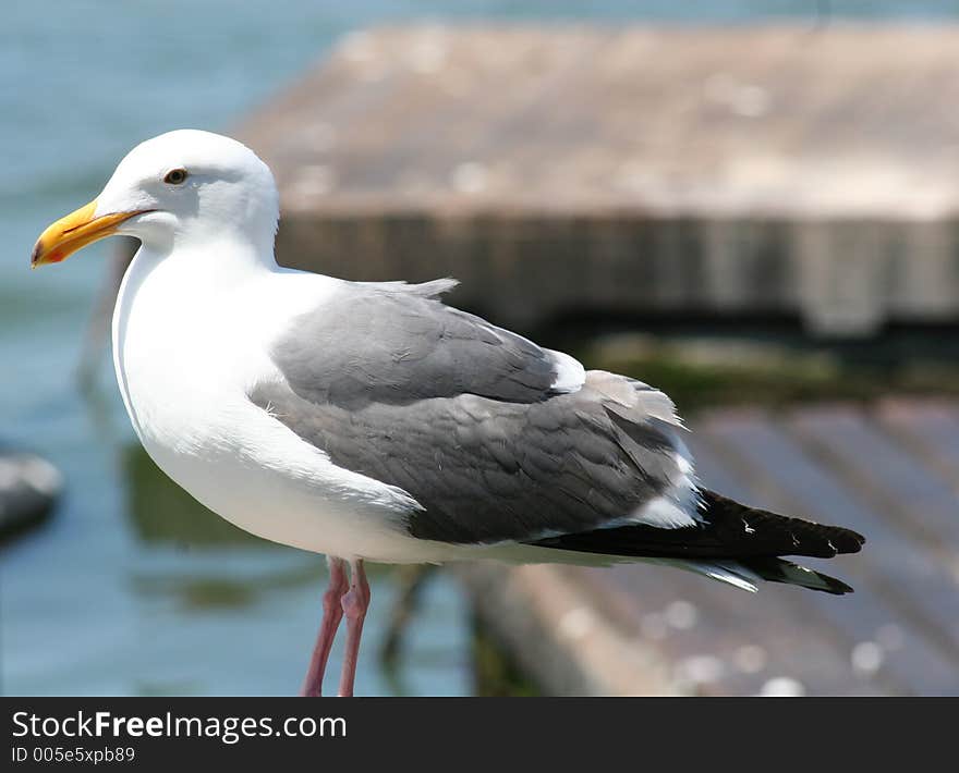 Seagull