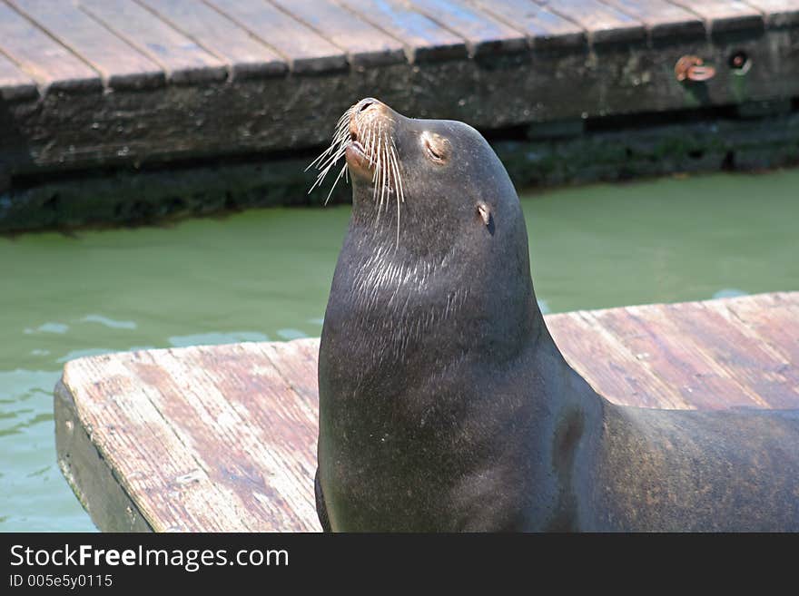 Sea Lions 8