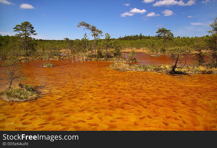 Swamp in Latvia (Kemeri near Riga). Swamp in Latvia (Kemeri near Riga)