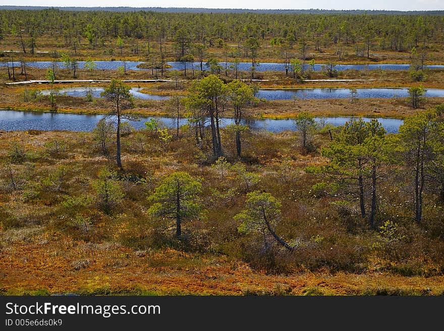 Swamp in Latvia (Kemeri near Riga). Swamp in Latvia (Kemeri near Riga)