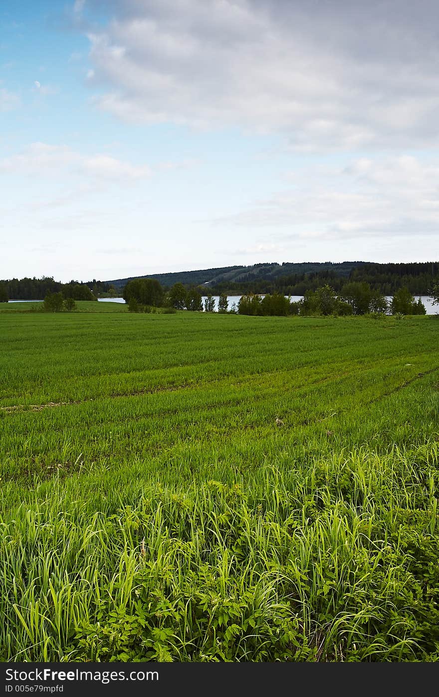 Field landscape