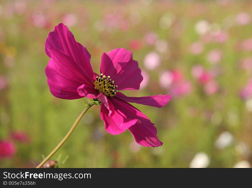 Cosmos flowers in France 3