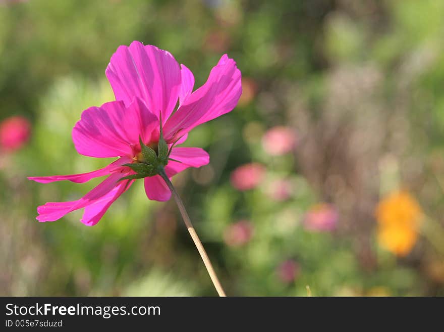 Cosmos flowers in France north of Bordeaux. Cosmos flowers in France north of Bordeaux