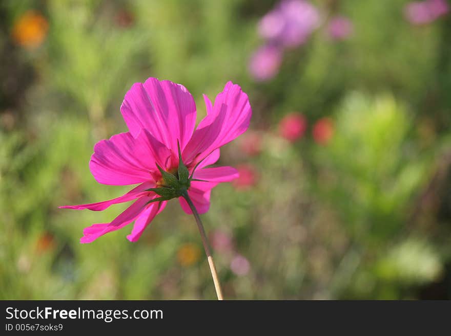 Cosmos flowers in France 1