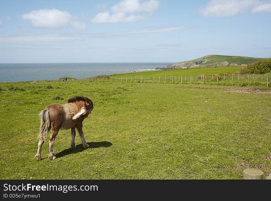 A Horse grazing on a coastline farm. A Horse grazing on a coastline farm