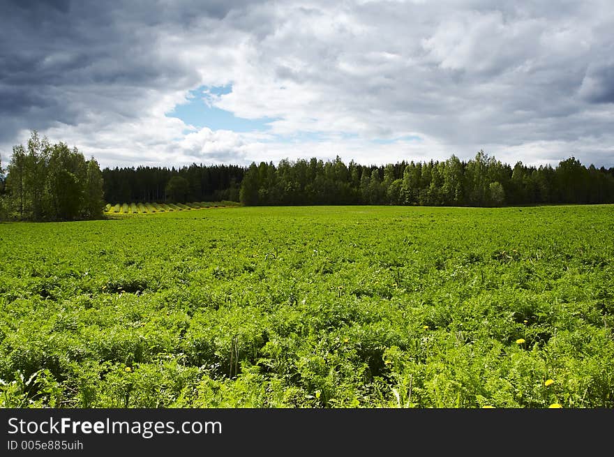 Field landscape