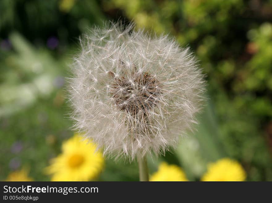 Dandelion in closeup