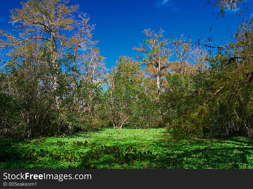 Lettuce lake