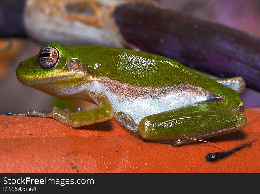 Frog