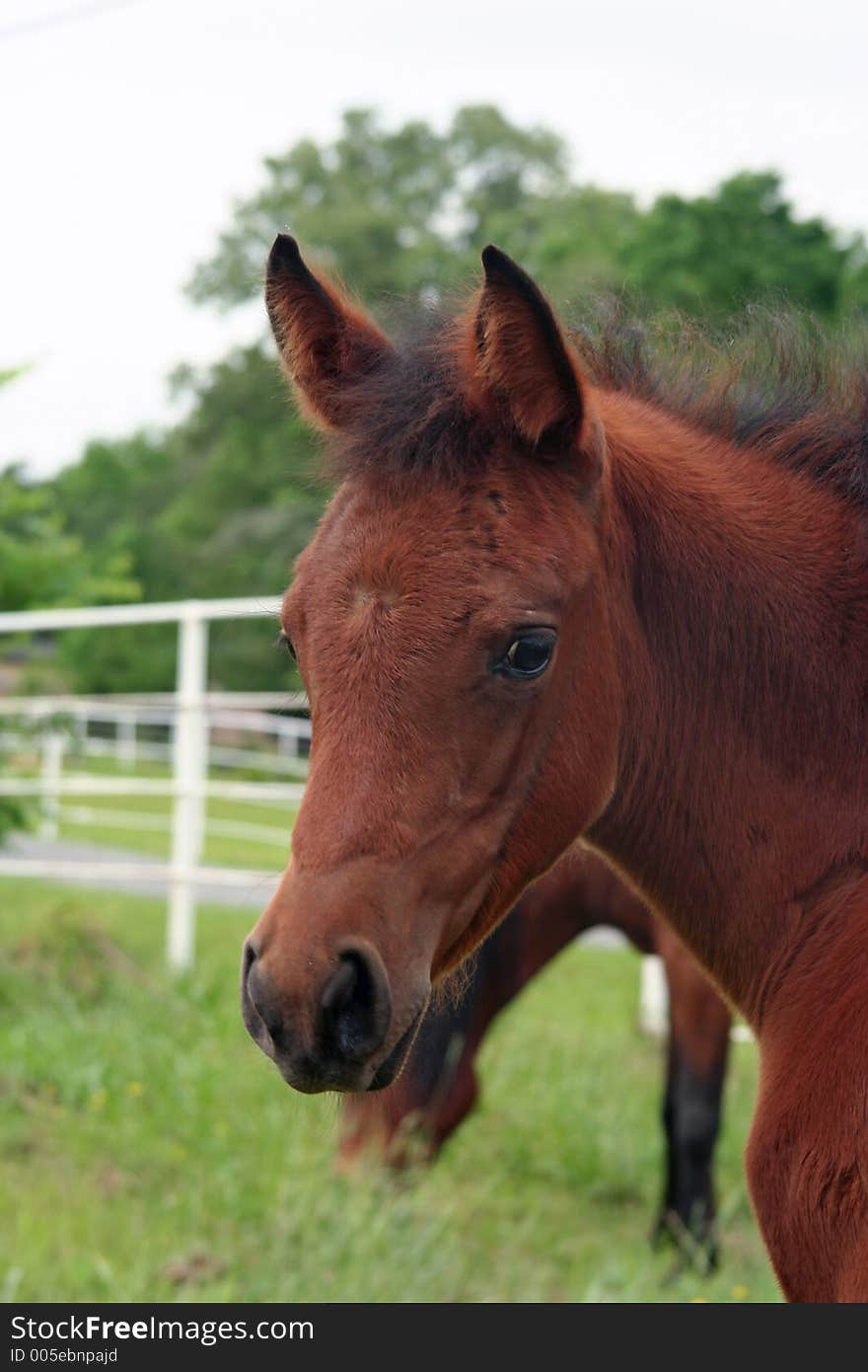 Close up of a bay arabian filly. Close up of a bay arabian filly