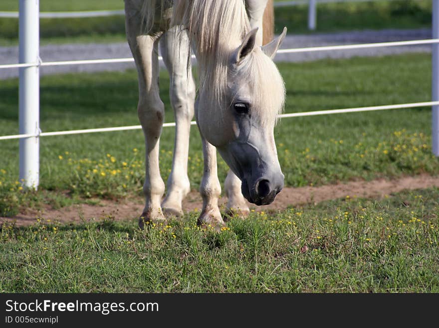 Checking out the Pasture