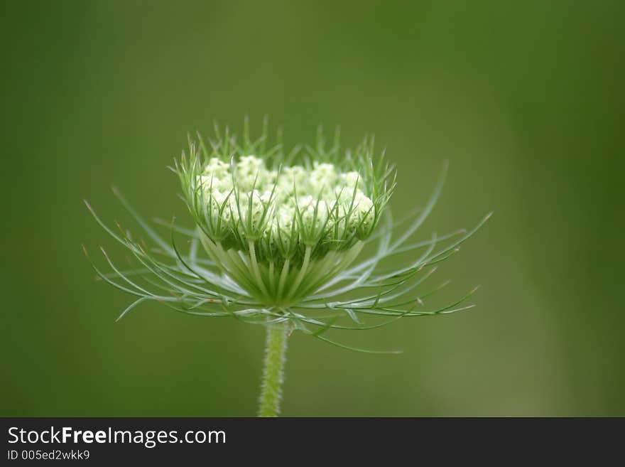 White Wildflower with green background. White Wildflower with green background