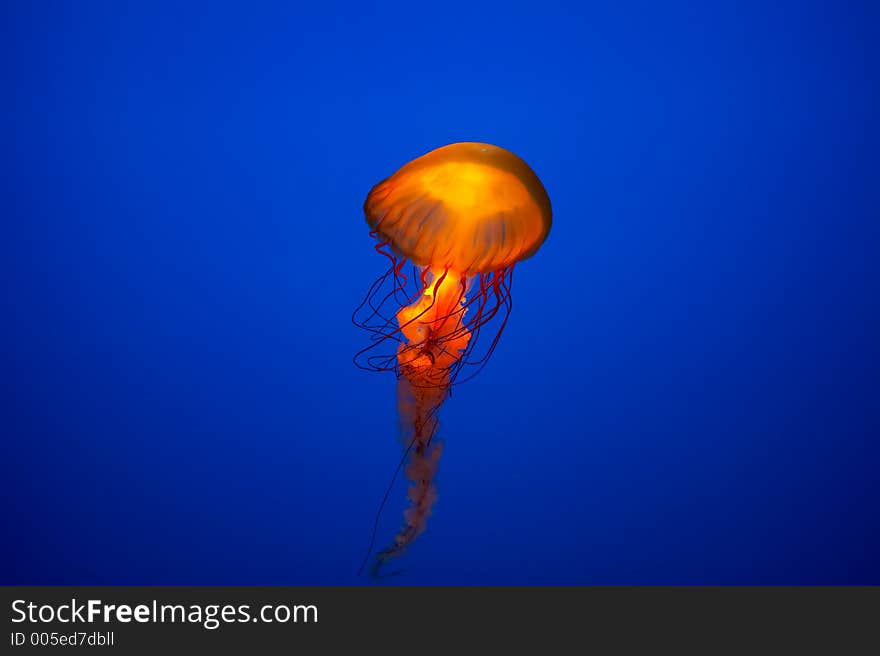 Jelly fish in aquarium