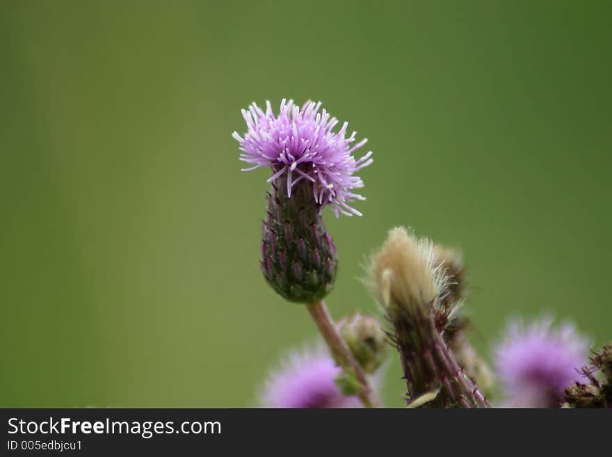 Purple Thistle Wildflower with a green background