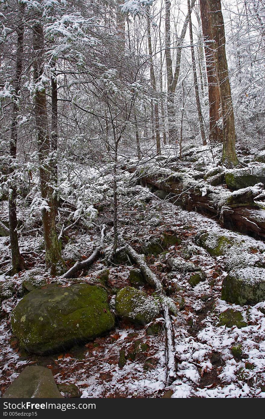 Winter forest